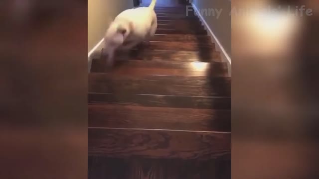 🤣Funny Dog Videos 2022🤣 It's time to LAUGH with Dog's life