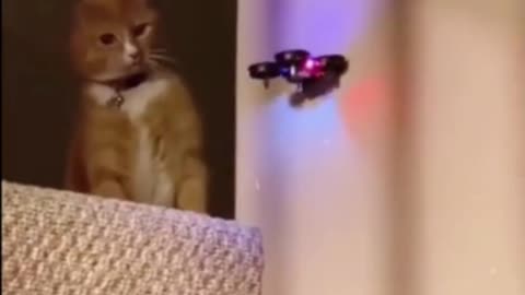 Funny Cat Takes Down Drone #shorts