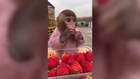 animals...///funny video.***