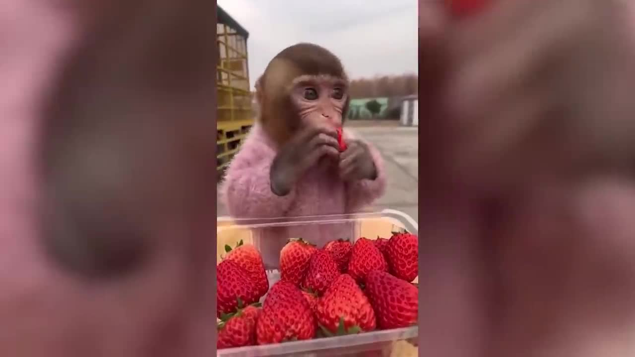 animals...///funny video.***