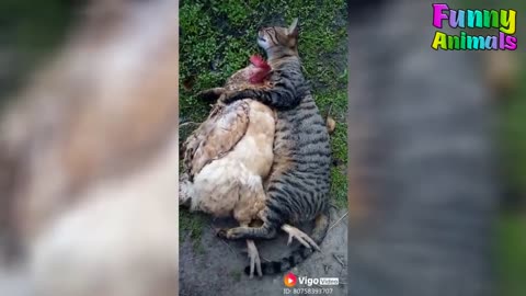 Animals Never Fail To Make Us Laughing Hard - Super Funny Animal Video 2019