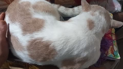 Our lovely cat