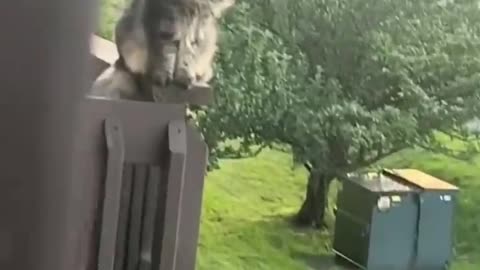 Funny cat video
