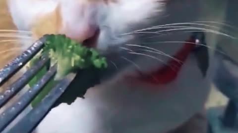 Funny Cats and Dogs Videos, Cute Dogs, Cute Cats Compilation