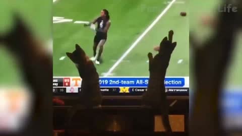 Watch these cats thinking they are playing Football 🏈😼