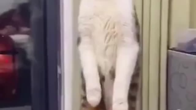 Scared funny cat videos