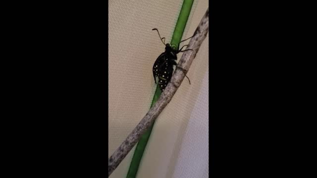 Black Swallowtail Emerging From It's Chrysalis