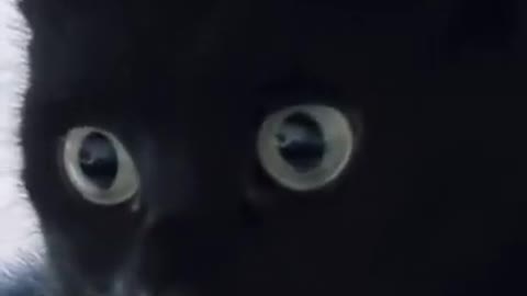 Watch as black cat’s pupils turn black