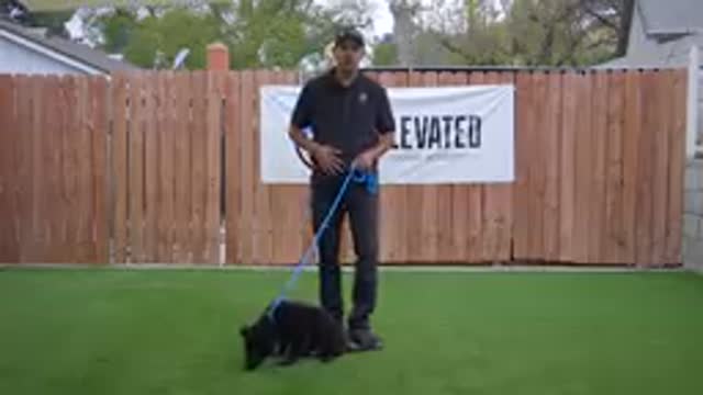 Dog training video