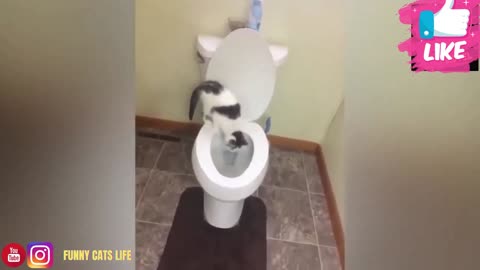 cat bathing in the toilet