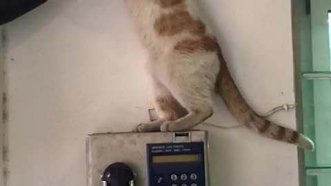 cute animal cat , animal playing