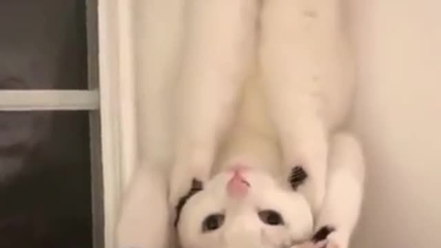 This cat is soooooo sexy 😂😂😂😂😂😂😂