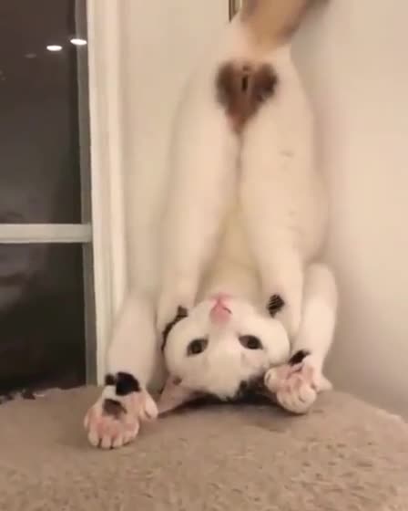 This cat is soooooo sexy 😂😂😂😂😂😂😂