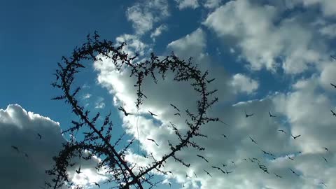 Heart Shaped Of Plant And Birds Flying