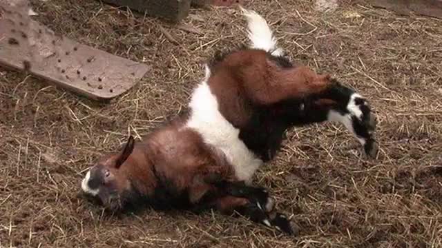 Very funny goats video