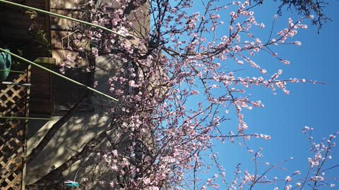 Spring time pink almond flowers