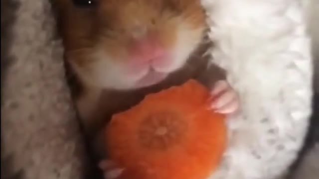 Сute 🐹Hamster Eating Carrot🥕