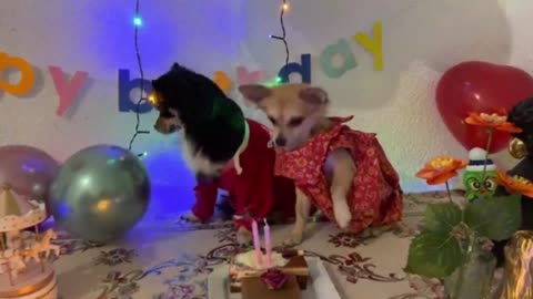 Happy birthday chihuahua_batch