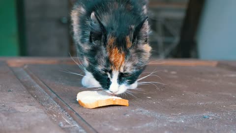 Hungry cat licking a piece of bread