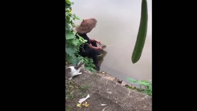 funny cats fishing