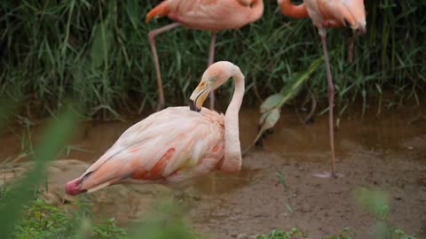 Pink Flamingo Shaking Her Head