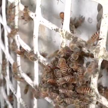 taking down a threat 🐝