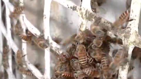 taking down a threat 🐝