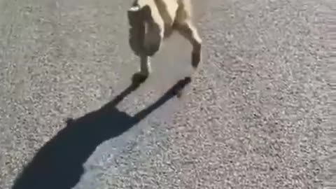 I was Really Surprise How this Dog is Walking on Two Legs