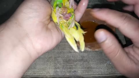 Egg binding issue in budgies Parrot - How to treatmentp3