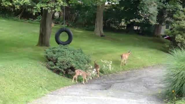 Little Deer with Mama