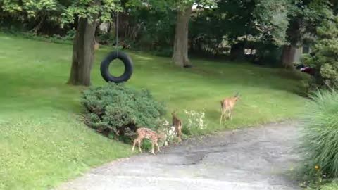 Little Deer with Mama