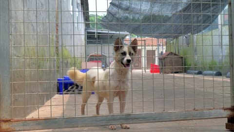 Dog in shelter behind fence waiting to be rescued and adopted to new home. Asylum for dog