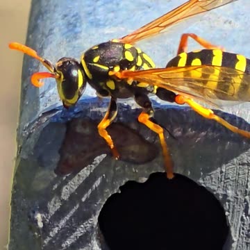 Wasp flaps its wings and flies away.