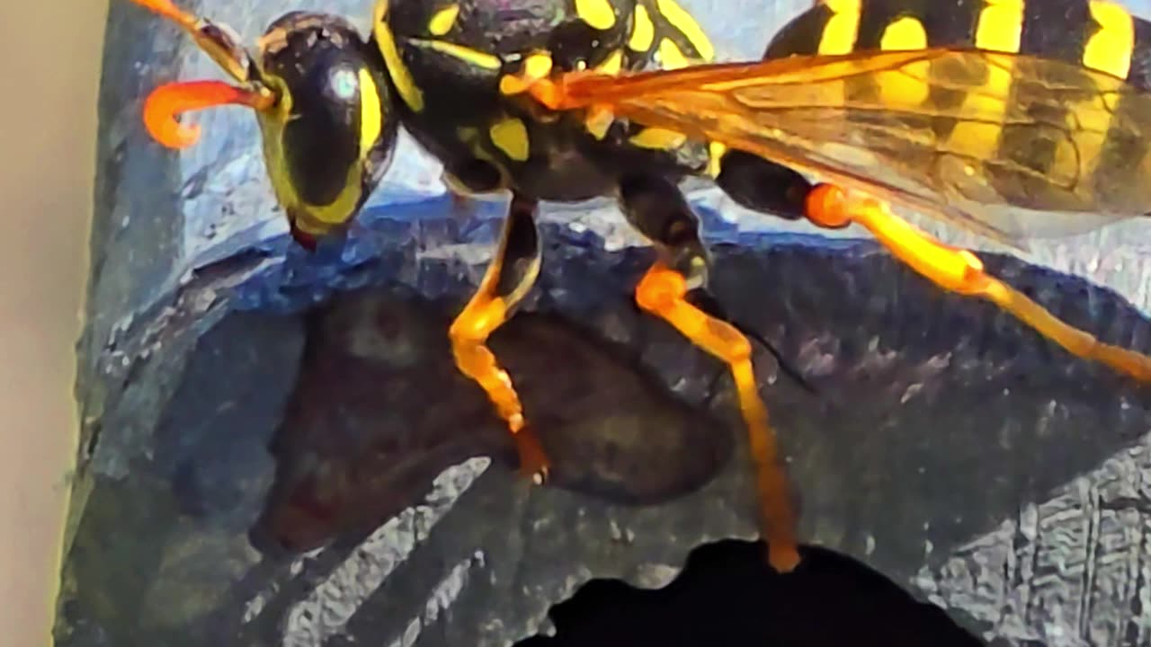 Wasp flaps its wings and flies away.