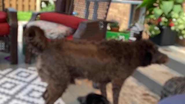 Funny Wet Dog Shaking Junk