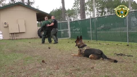 Force Dog in action