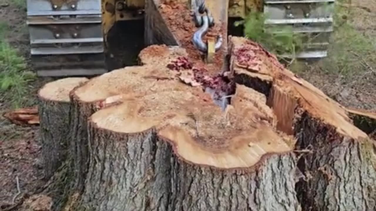 Stump Removal Machine Grinds Away! 🌳🚜💨