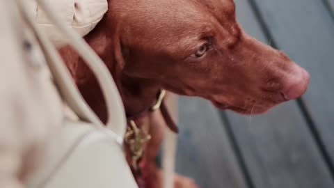 A Dog Eating a Treat from a Child's Hand