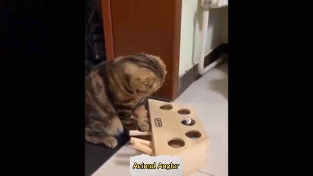 Funny Cat