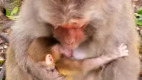 Baby monkey a lot of animal love