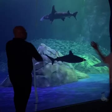 Georgia Aquarium's New Shark Exhibit TikTok