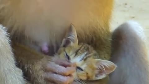 A LOVING MONKEY COMFORTS ABANDONED KITTEN