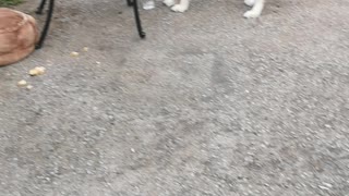 Husky drinks water out of glass