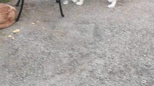Husky drinks water out of glass
