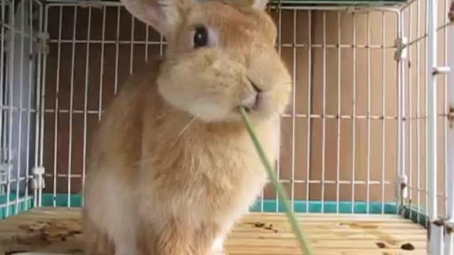 A camera shy adorable bunny eating grass