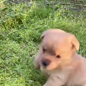 cutie baby dog and so lovely