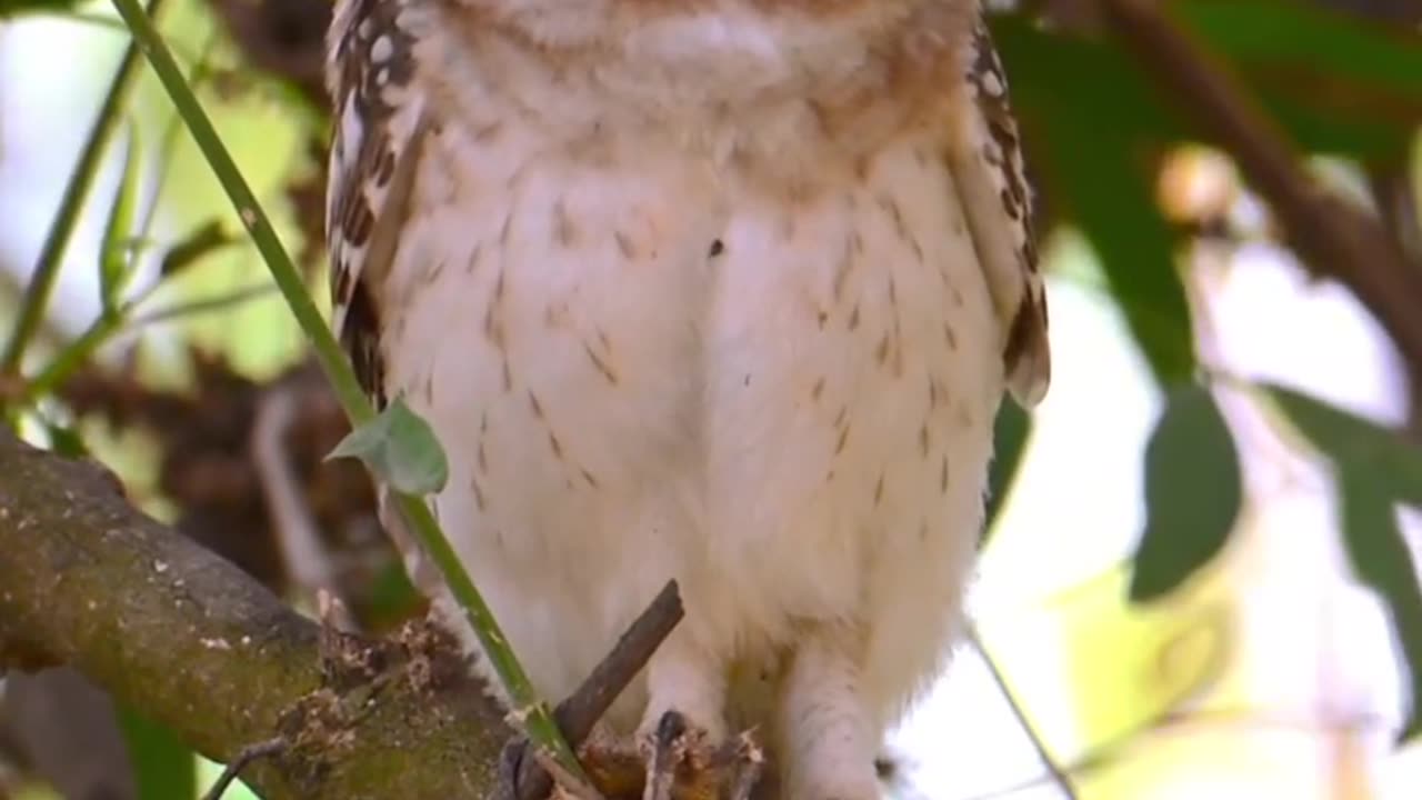 Wildlife and Funs