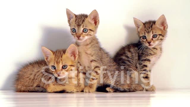 cute small cats of happy time