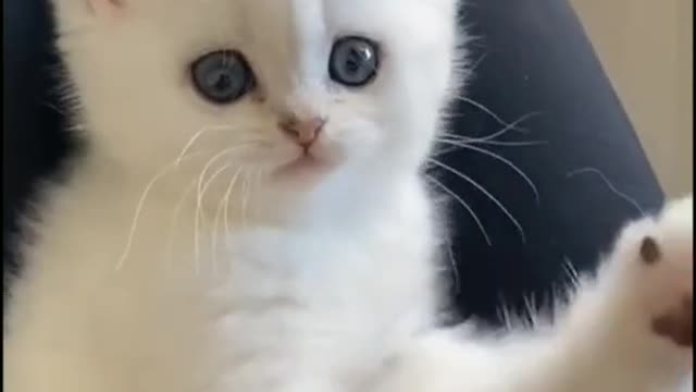 cute cat new video