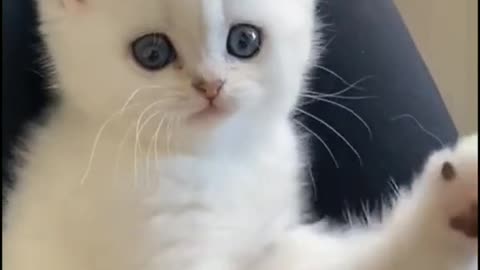 cute cat new video